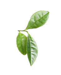 Fototapeta premium Green leaves of tea plant isolated on white