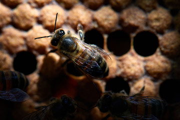 Bees work the comb of a beehive 