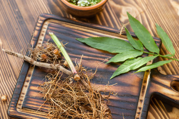 Valeriana roots, leaves and flowers close-up. Collection and harvesting of plant parts for use in...