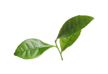 Green leaves of tea plant isolated on white