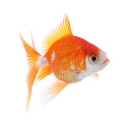 Fototapeta premium Beautiful bright small goldfish isolated on white