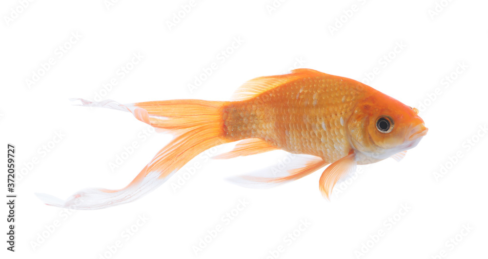 Wall mural Beautiful bright small goldfish isolated on white