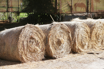 Hay bales are stacked in large stacks on an unknown riding centre