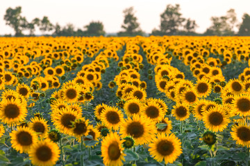 Beautiful agricultutal field of blooming yellow flowers of sunflower. Summer agricultural background. Source of sunflower cooking oil