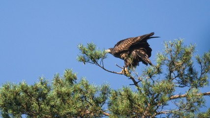 White tailed eagle  (Haliaeetus albicilla)