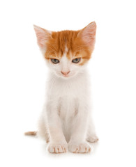 Cute little kitten on white background. Baby animal