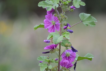 Rose tr&eacute;mi&egrave;re fleur champs