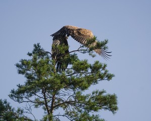White tailed eagle  (Haliaeetus albicilla)