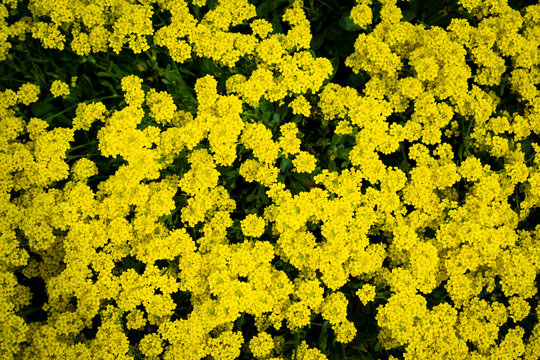 Gelber Blumenteppich
