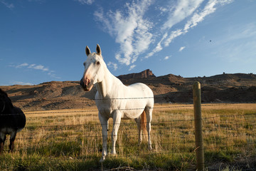 A horse looks up from grazing in Montana