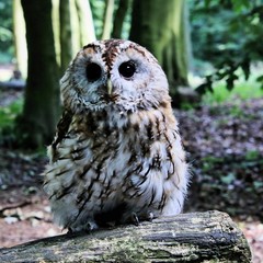 A view of a Tawny Owl