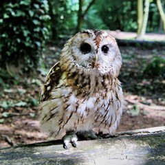 A view of a Tawny Owl