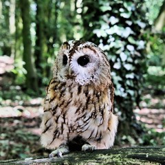 A view of a Tawny Owl