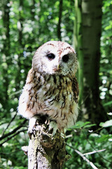 A view of a Tawny Owl