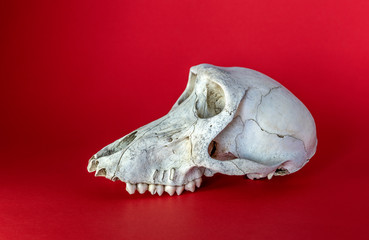 Profile of a baboon skull on a red background