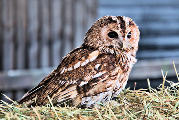 A view of a Tawny Owl