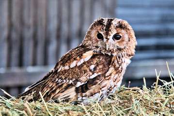A view of a Tawny Owl