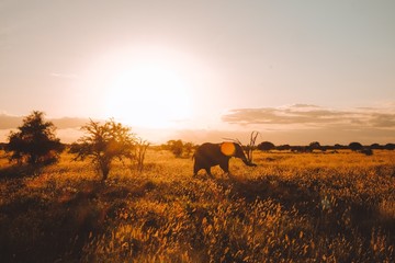 Fototapeta na wymiar wild Animals - Safari - Big five - Afrika 