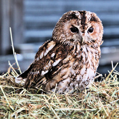A view of a Tawny Owl