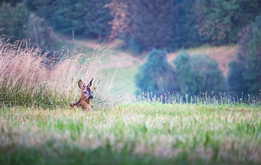 one young roe deer lying in the grass in the meadow © Roman