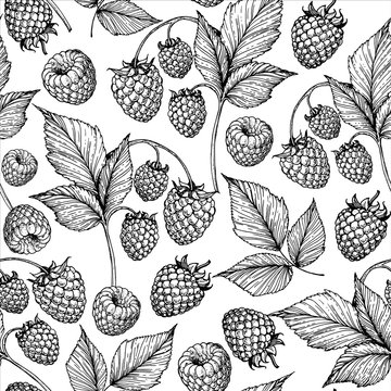 Seamless pattern with raspberries and raspberry leaves. Hand drawn sketch. Black and white style illustration. Vector illustration.