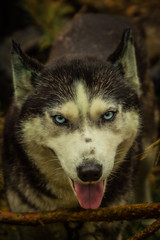 dogs of the Siberian husky breed living in the forest in Russia