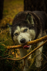dogs of the Siberian husky breed living in the forest in Russia