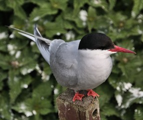 An Arctic Tern on Farne Islands