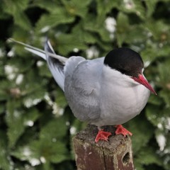 An Arctic Tern on Farne Islands