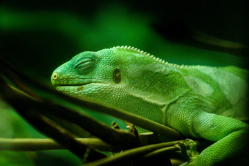 iguana on a tree