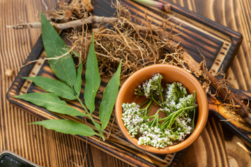 Valeriana roots, leaves and flowers close-up. Collection and harvesting of plant parts for use in traditional and alternative medicine as a sedative and tranquilizer.