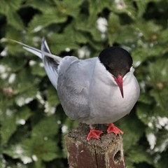 Fototapeta premium An Arctic Tern on Farne Islands