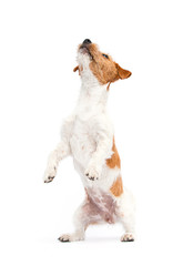 dog jumping up on a white background