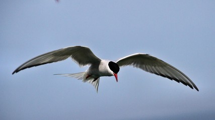 A view of an Arctic Tern on Farne Islands