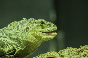 green iguana
