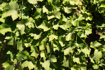 green leaves background