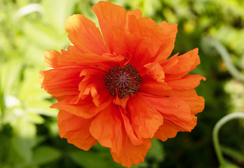 Field of bright red corn poppy flowers in summer.