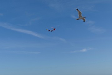 Fototapeta premium birds in the sky
