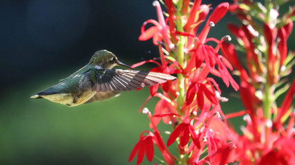 Ruby-throated hummingbird in her flight