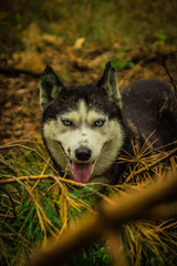 dogs of the Siberian husky breed living in the forest in Russia
