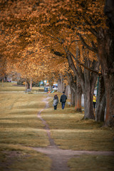 Couple walking in park in autumn
