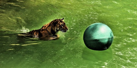 A view of a Tiger in the water