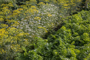 Various cultures of carrots, cilantro, dill grow in the beds.
