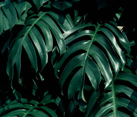 Obraz na płótnie Canvas Monstera leaves, Tropical green leaf texture background.