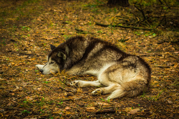 dogs of the Siberian husky breed living in the forest in Russia