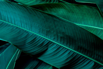 Tropical leaves, Dark green leaf texture background.
