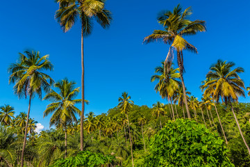 Royal Palm trees tower above the forest canopy in Saint Vincent