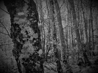BEECH´S FOREST.  BEECH (BLACK & WHITE) BASQUE COUNTRY FOREST