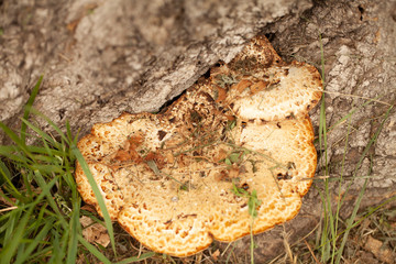 Fungus mushroom growing on tree bark.