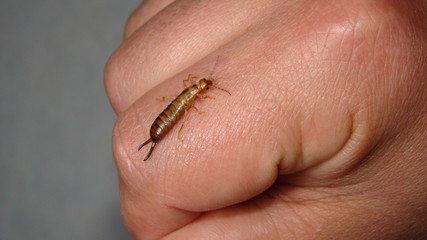 Close up of Earwig on a white background
insect isolated
Closeup earwigs
Earwigs will use their pincers to defend themselves. close up insect, insects, animals, animal, bug, bugs, wildlife wild nature